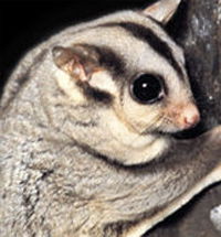 Perth Zoo - eAccommodation 3