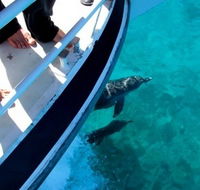Pelican Charters - eAccommodation