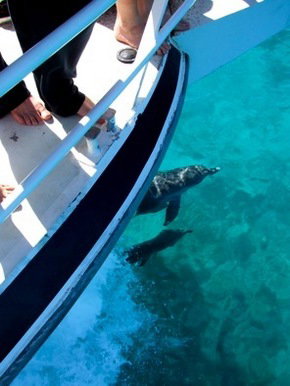 Pelican Charters - eAccommodation 0