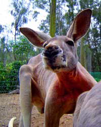 Birdland Animal Park - eAccommodation 3