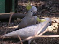 Wirrimbirra Sanctuary - eAccommodation 1