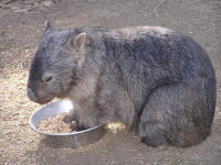 Wirrimbirra Sanctuary - eAccommodation 2