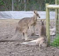 Jirrahlinga Koala  Wildlife Sanctuary - eAccommodation