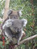 Jirrahlinga Koala & Wildlife Sanctuary - eAccommodation 1