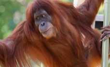 Melbourne Zoo - eAccommodation 1