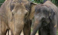 Melbourne Zoo - eAccommodation 3