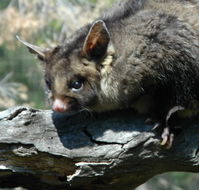 Moonlit Sanctuary Wildlife Conservation Park - eAccommodation