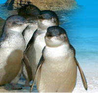 Phillip Island Penguin Parade - eAccommodation