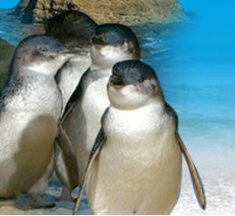Phillip Island Penguin Parade - eAccommodation 0