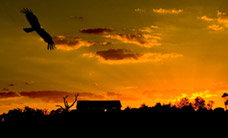 Werribee Open Range Zoo - eAccommodation 1