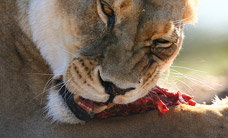 Werribee Open Range Zoo - eAccommodation 2