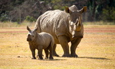 Werribee Open Range Zoo - eAccommodation 3