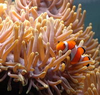 Reef HQ Great Barrier Reef Aquarium - eAccommodation