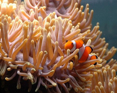 Reef HQ Great Barrier Reef Aquarium - eAccommodation 0