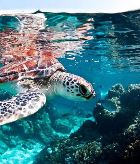 Reef HQ Great Barrier Reef Aquarium - eAccommodation 1