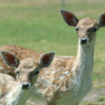 Marapana Wildlife Park - eAccommodation 0