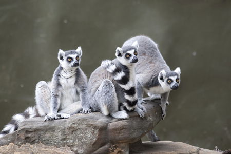 Adelaide Zoo - eAccommodation 0