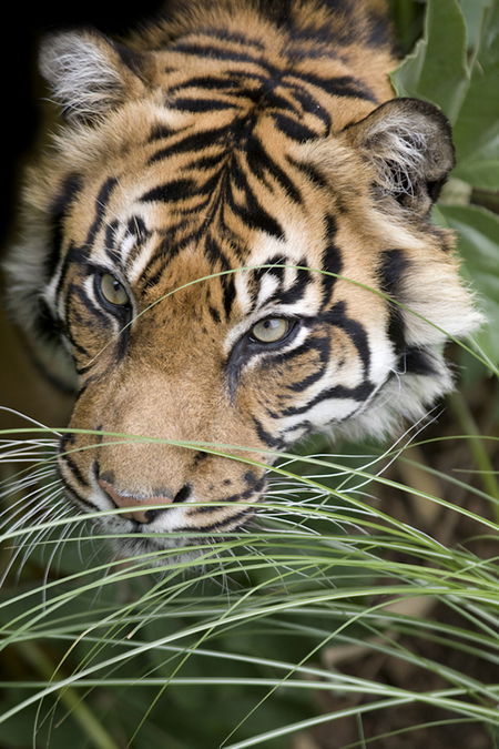Adelaide Zoo - eAccommodation 1