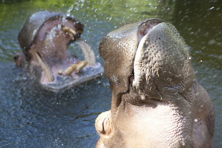 Adelaide Zoo - eAccommodation 2