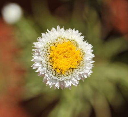 Alice Springs Desert Park - eAccommodation 1