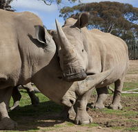 Monarto Zoo - eAccommodation