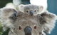 Billabong Koala And Wildlife Park - thumb 0