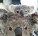Billabong Koala and Wildlife Park - eAccommodation