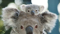 Billabong Koala And Wildlife Park - eAccommodation 0