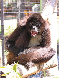 Billabong Koala And Wildlife Park - eAccommodation 1