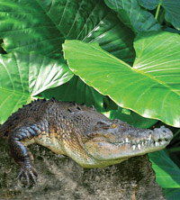 Billabong Koala And Wildlife Park - eAccommodation 2