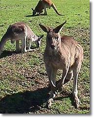 OZe Wildlife - eAccommodation 1