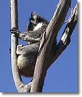 OZe Wildlife - eAccommodation 2
