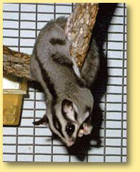 OZe Wildlife - eAccommodation 3