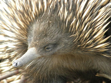 Dundee's Wildlife Park - eAccommodation 3