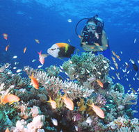 Drop Zone Dive Site - eAccommodation