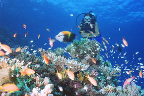 Drop Zone Dive Site - eAccommodation 0