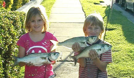 Swan Boat Hire - eAccommodation 3