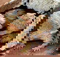 Alice Springs Reptile Centre - eAccommodation