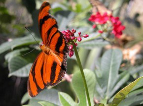 Butterfly Farm - eAccommodation 0