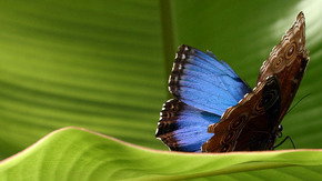 Butterfly Farm - eAccommodation 3