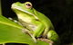 The Rainforest Habitat - thumb 0