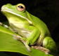 The Rainforest Habitat - eAccommodation