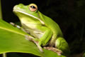 The Rainforest Habitat - eAccommodation 0