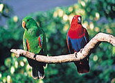 The Rainforest Habitat - eAccommodation 1