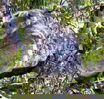 Koala Conservation Centre - eAccommodation