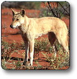 Uluru - Kata Tjuta National Park - eAccommodation 3