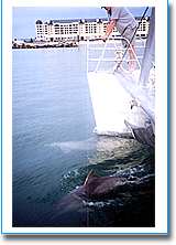Temptation Sailing - eAccommodation 1