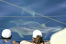 Temptation Sailing - eAccommodation 2