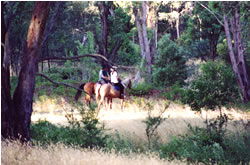 High Country Horses - eAccommodation 1