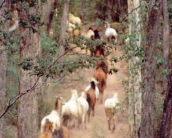 High Country Horses - eAccommodation 2